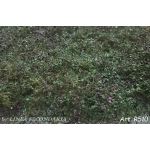 Rovi Cespugli fioritura viola